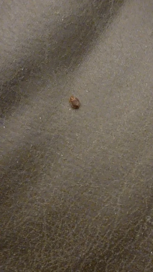 Kill Bed Bugs Dallas - Get Rid of Bed Bugs Yourself in Richardson, TX — business photo 3