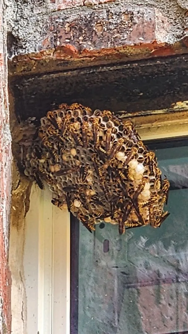 MAYCO Pest & Termite Control in Denton, TX — business photo 5