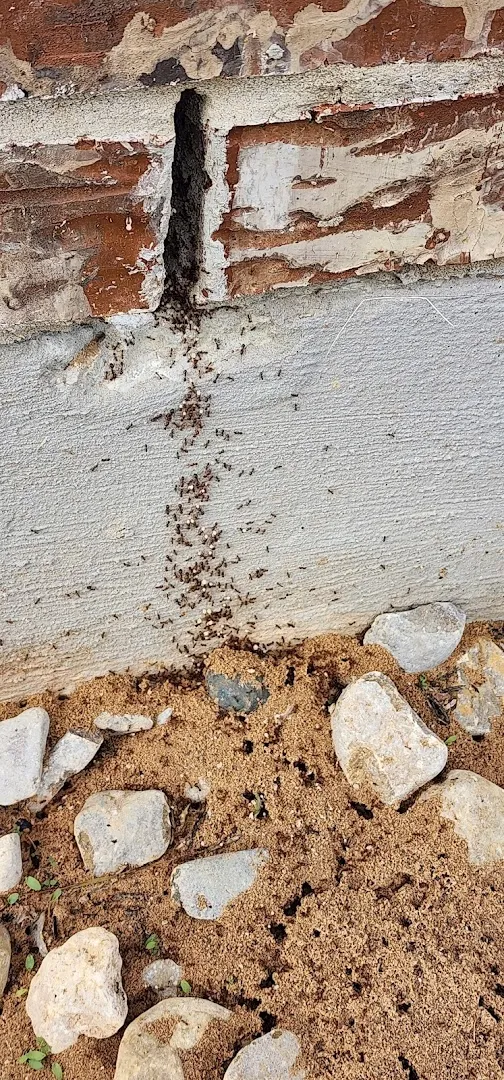 MAYCO Pest & Termite Control in Denton, TX — business photo 6