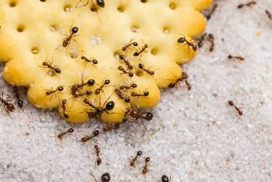Pest Pro PLLC in Lubbock, TX — business photo 3