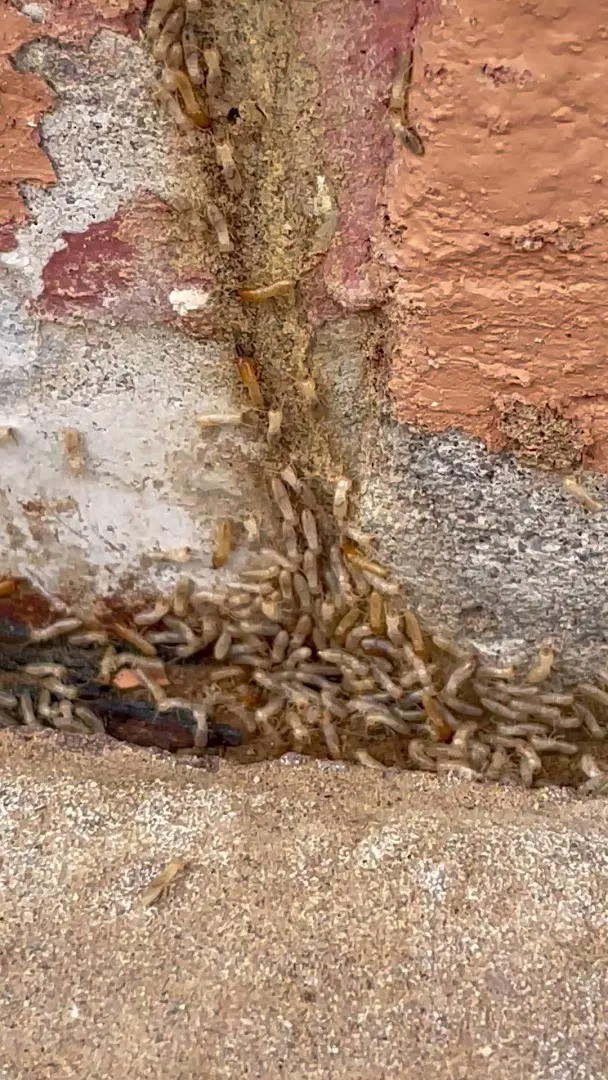 Pest Pro PLLC in Lubbock, TX — business photo 4