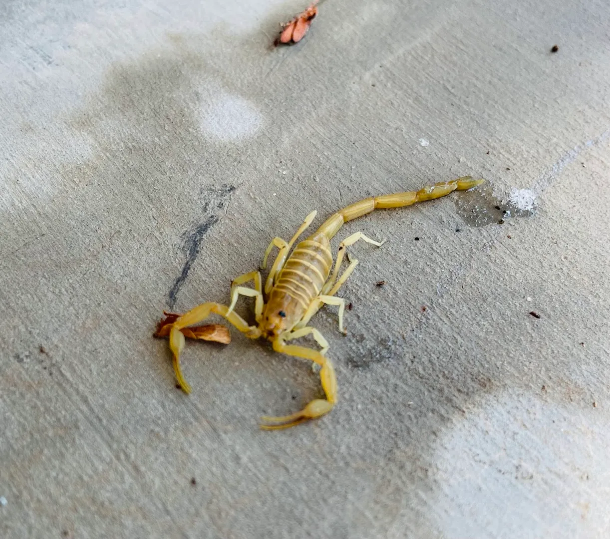 Pest Pro PLLC in Lubbock, TX — business photo 5