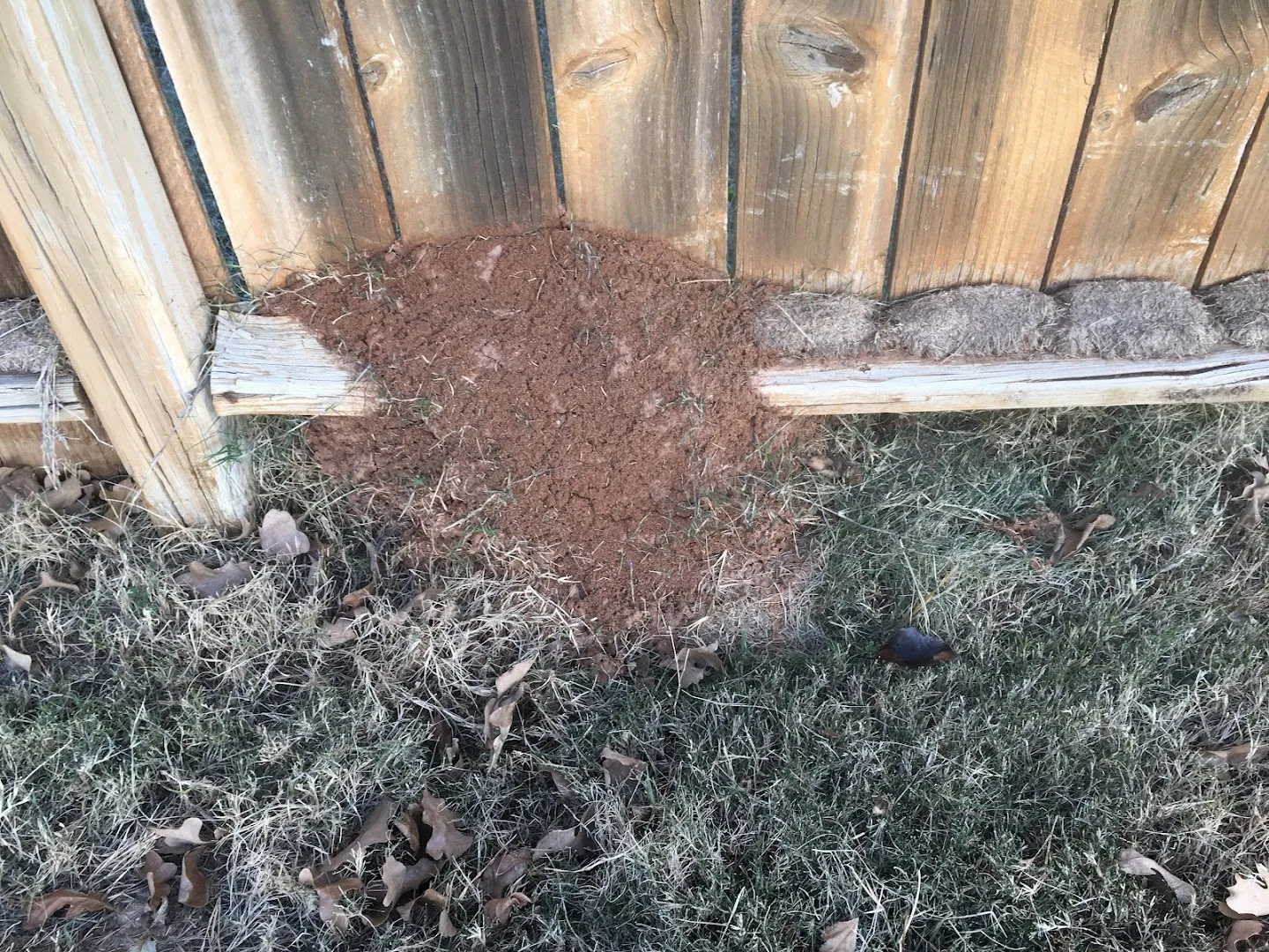 Assist Pest Services in Weatherford, TX — business photo 4