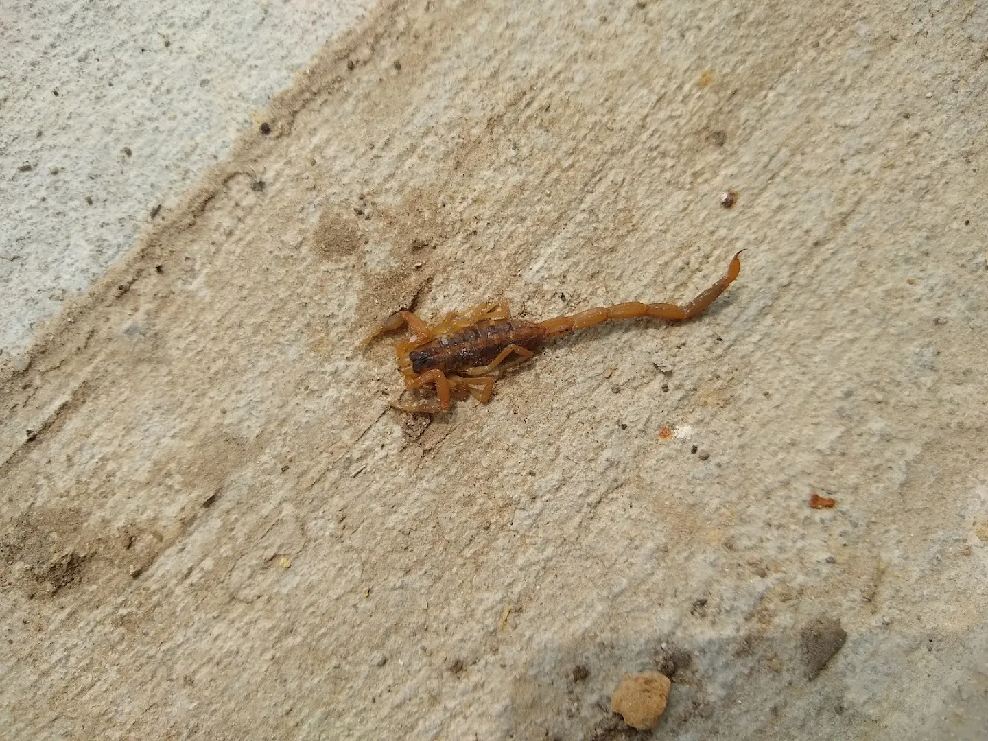 Assist Pest Services in Weatherford, TX — business photo 6