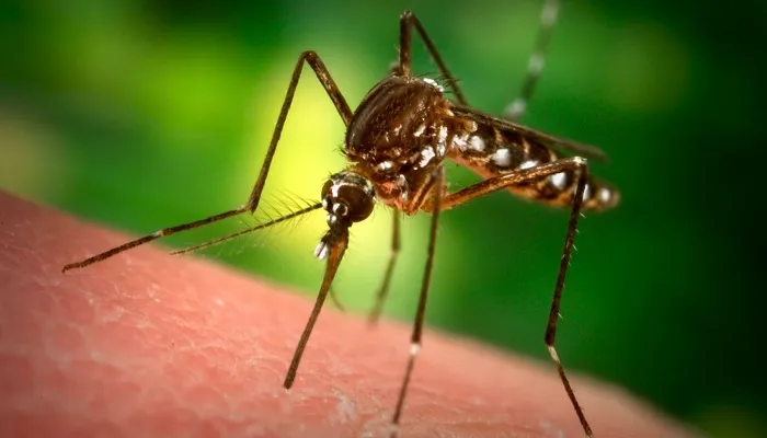 Certified Termite & Pest Control in Houston, TX — business photo 4