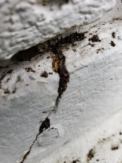 Green Pest Guys Dallas in Huntsville, TX — business photo 3