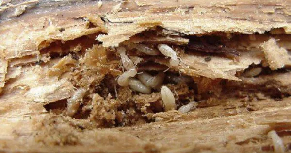 All-Pro Pest Control in Houston, TX — business photo 3