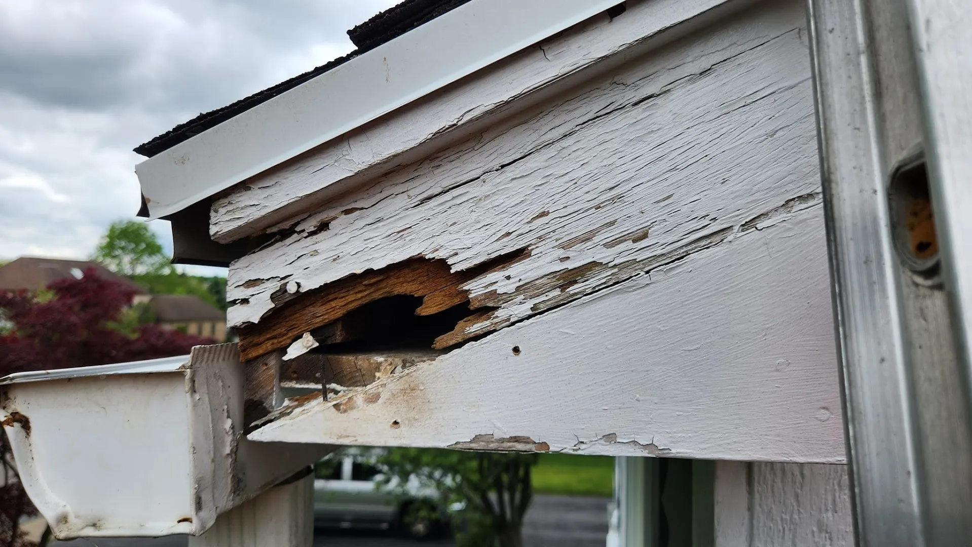 Armstrong's Wildlife Solutions — pest control in Giddings, LEE County, TX