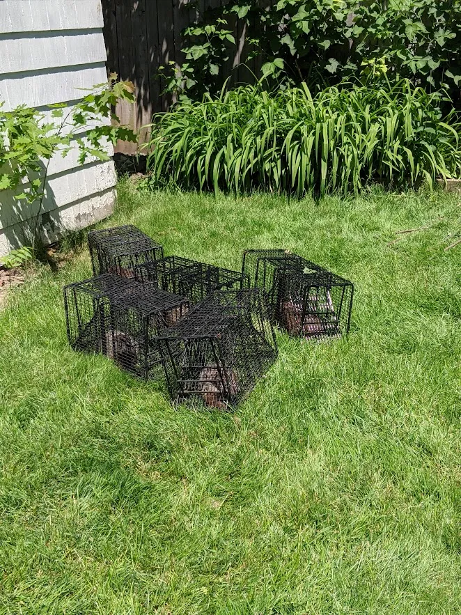 Armstrong's Wildlife Solutions in Giddings, TX — business photo 4