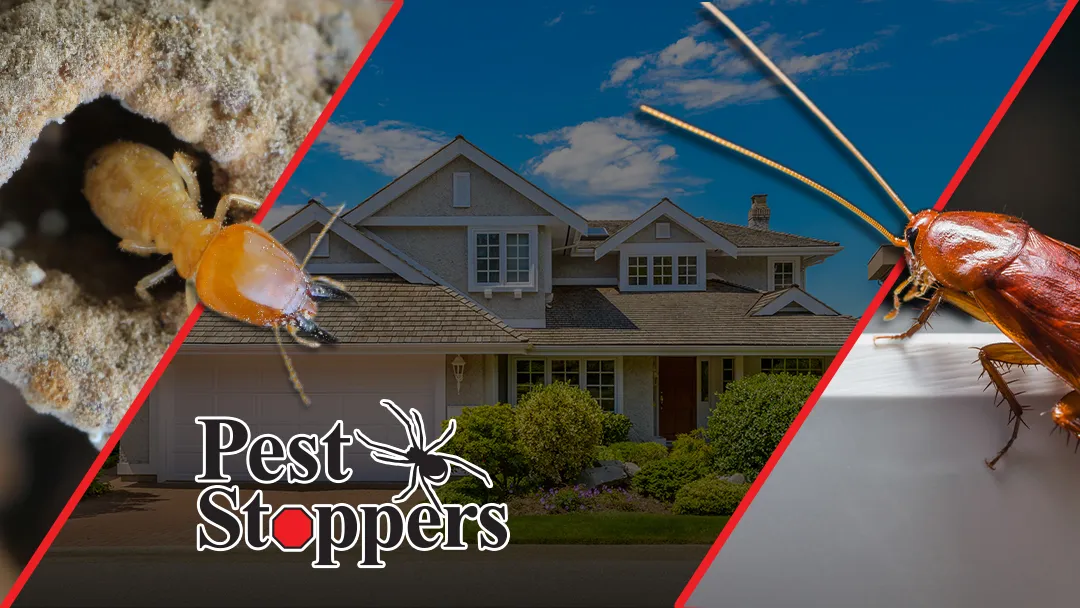 Pest Stoppers, LLC — pest control in Houston, HARRIS County, TX