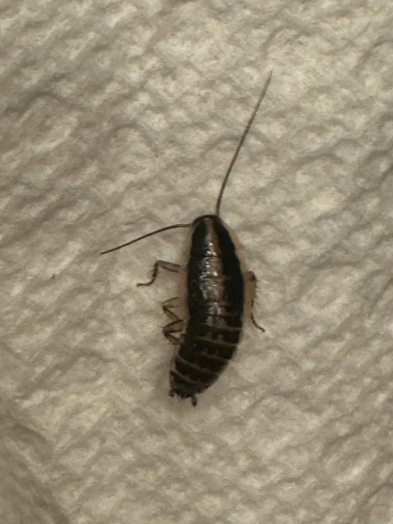 Buckin' Bugs Pest Control in San Antonio, TX — business photo 5