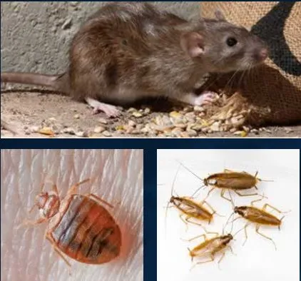 Guard Plus Termite and Pest Control in Amarillo, TX — business photo 5