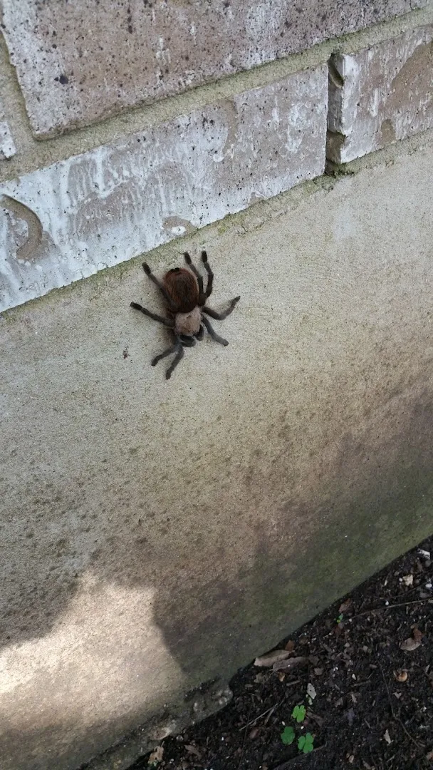 Prevailing Pest And Home Services — pest control in New Braunfels, COMAL County, TX