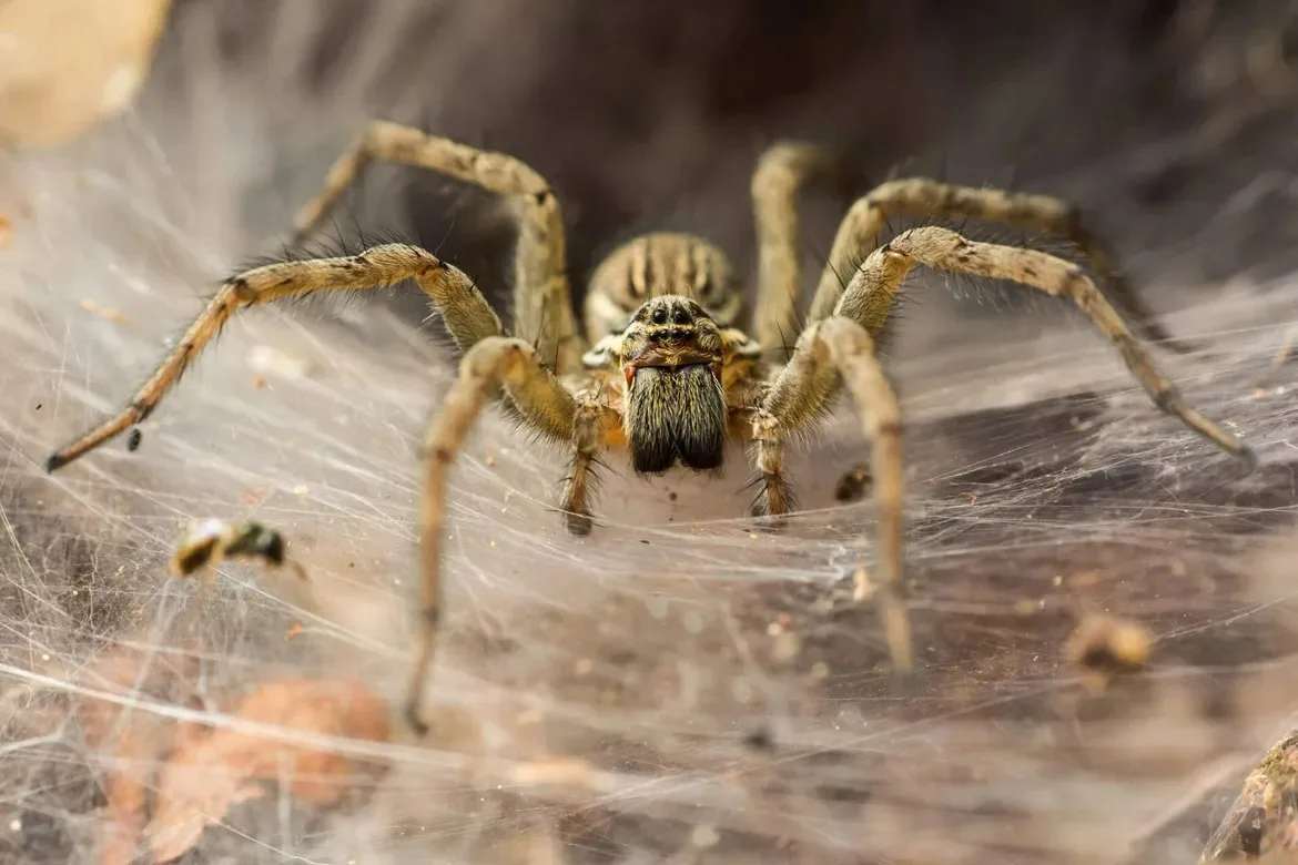 Dixie Isle Pest Control in Galveston, TX — business photo 4