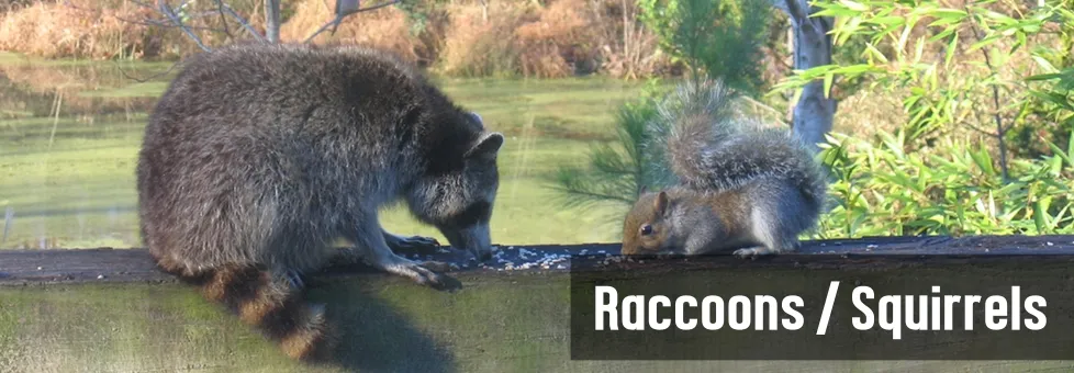 S & S Pest Solutions in Houston, TX — business photo 6