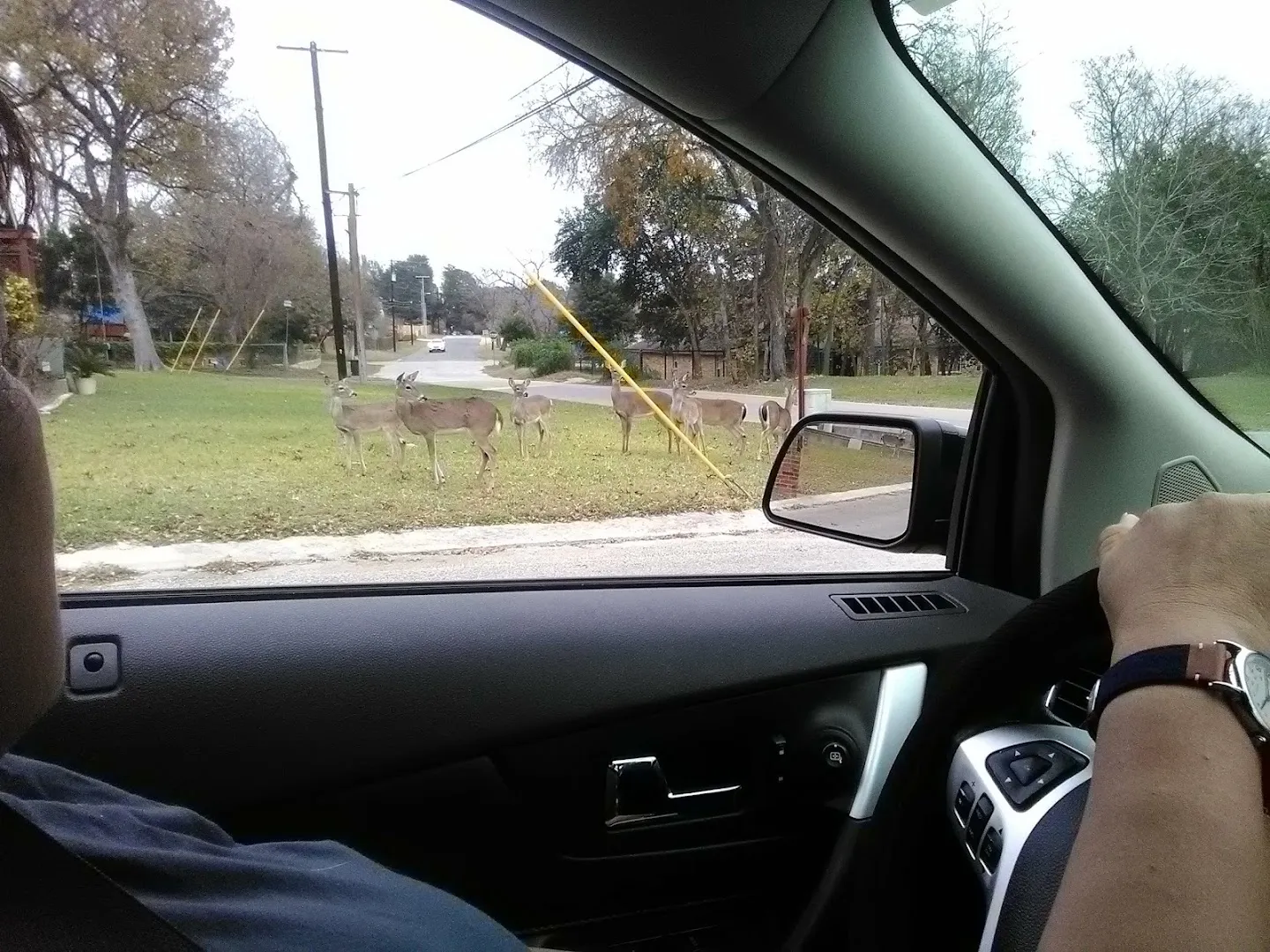 Comal Pest Control — pest control in New Braunfels, COMAL County, TX