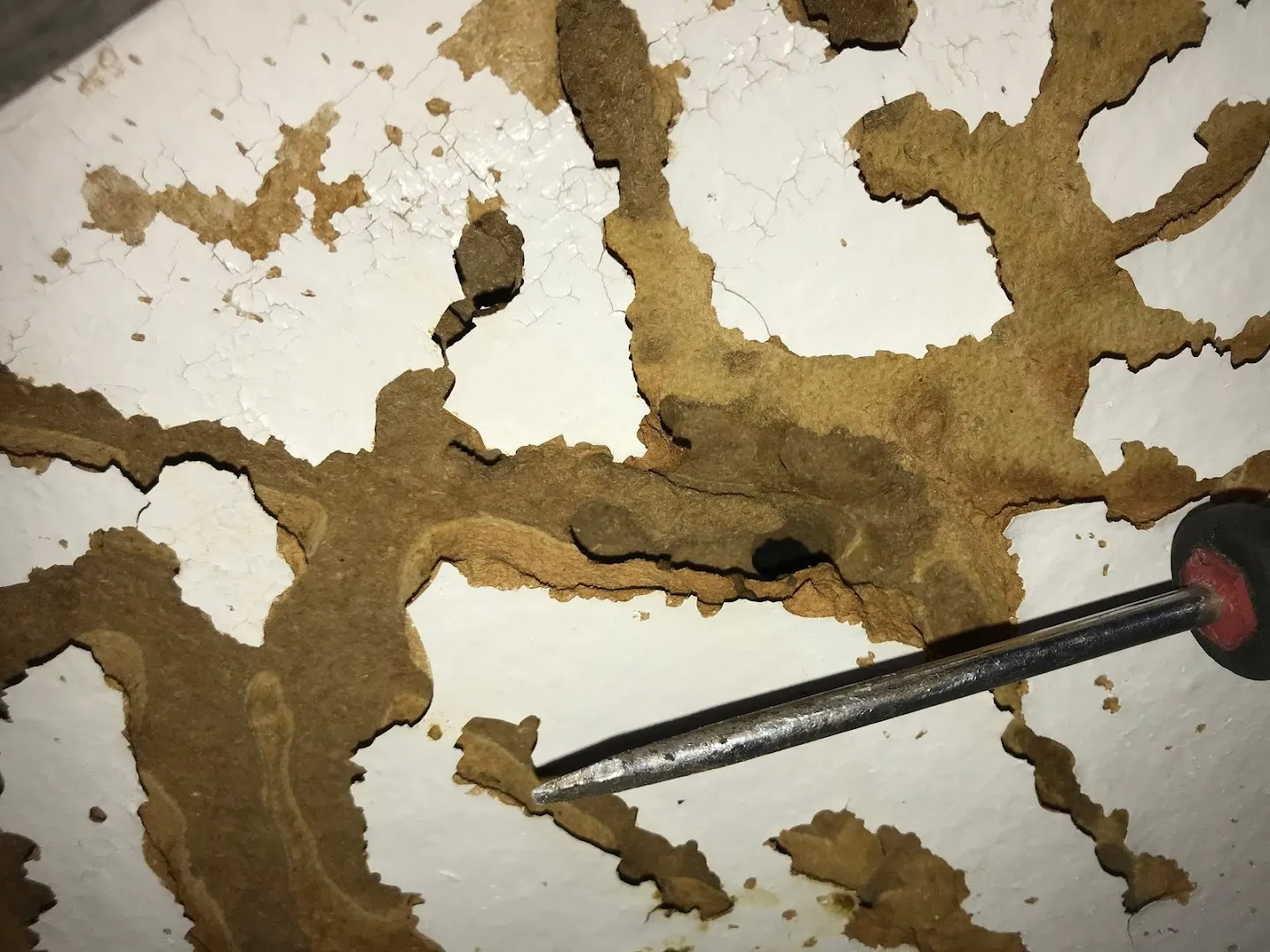 El Valle Pest Control in El Paso, TX — business photo 4
