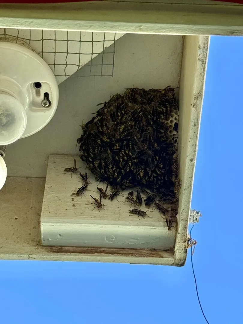 El Valle Pest Control in El Paso, TX — business photo 6