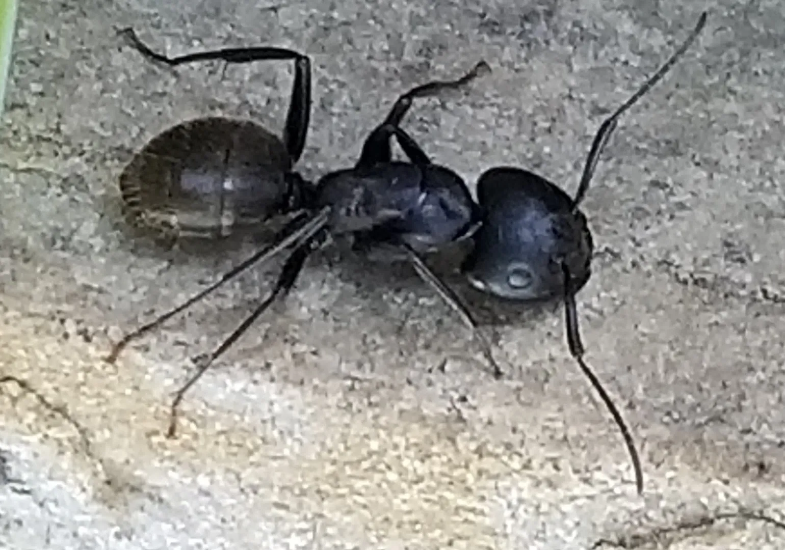 N Texas Pest Control in Dallas, TX — business photo 3