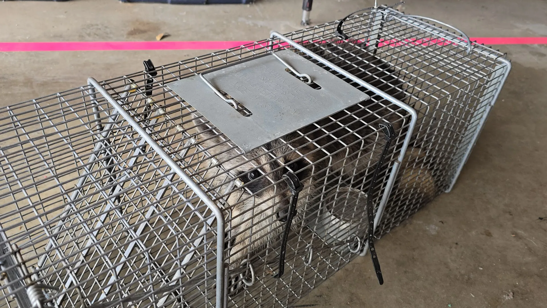 No Escape Pest Control — pest control in San Antonio, BEXAR County, TX