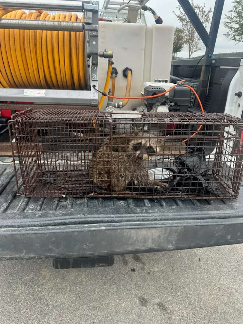 No Escape Pest Control in San Antonio, TX — business photo 3