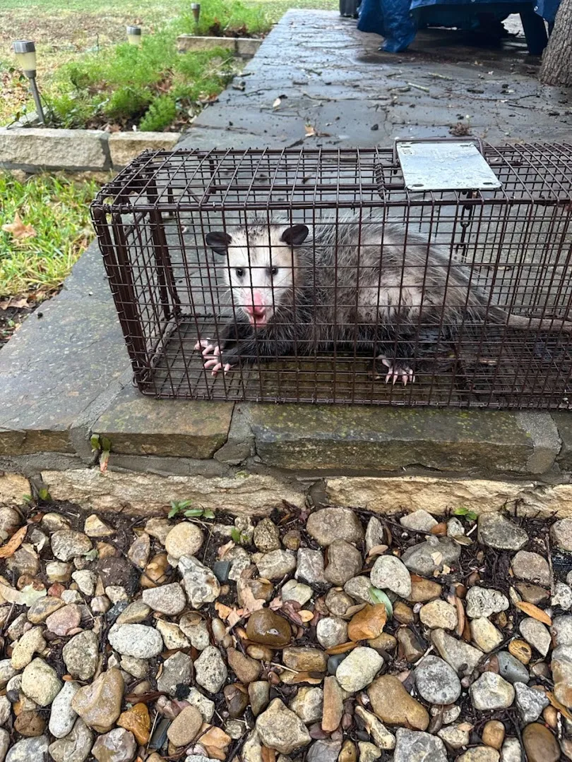 No Escape Pest Control in San Antonio, TX — business photo 4