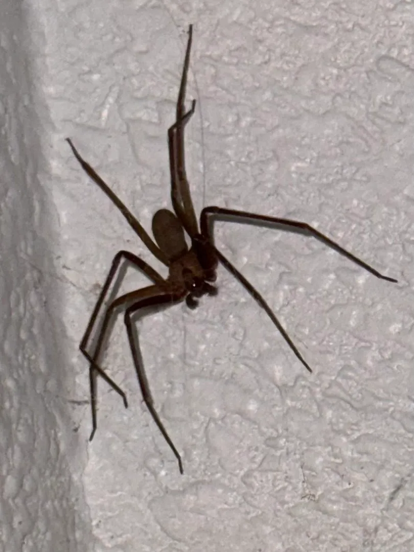 No Escape Pest Control in San Antonio, TX — business photo 6