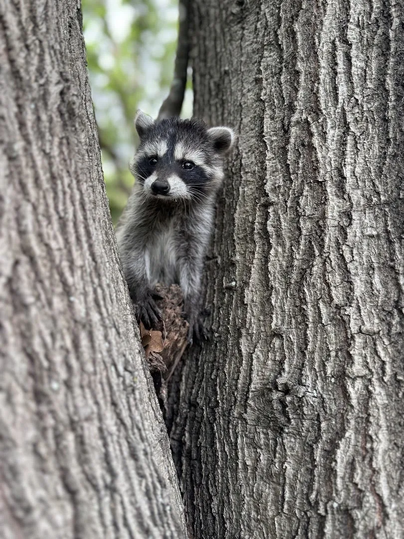 Zorro Pest Control in Houston, TX — business photo 5