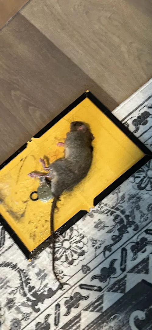 Envirosmart Multifamily Pest Solutions in Houston, TX — business photo 5