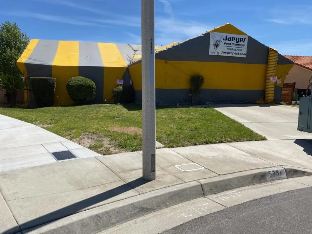 Jaeger Pest Solutions — pest control in Houston, HARRIS County, TX