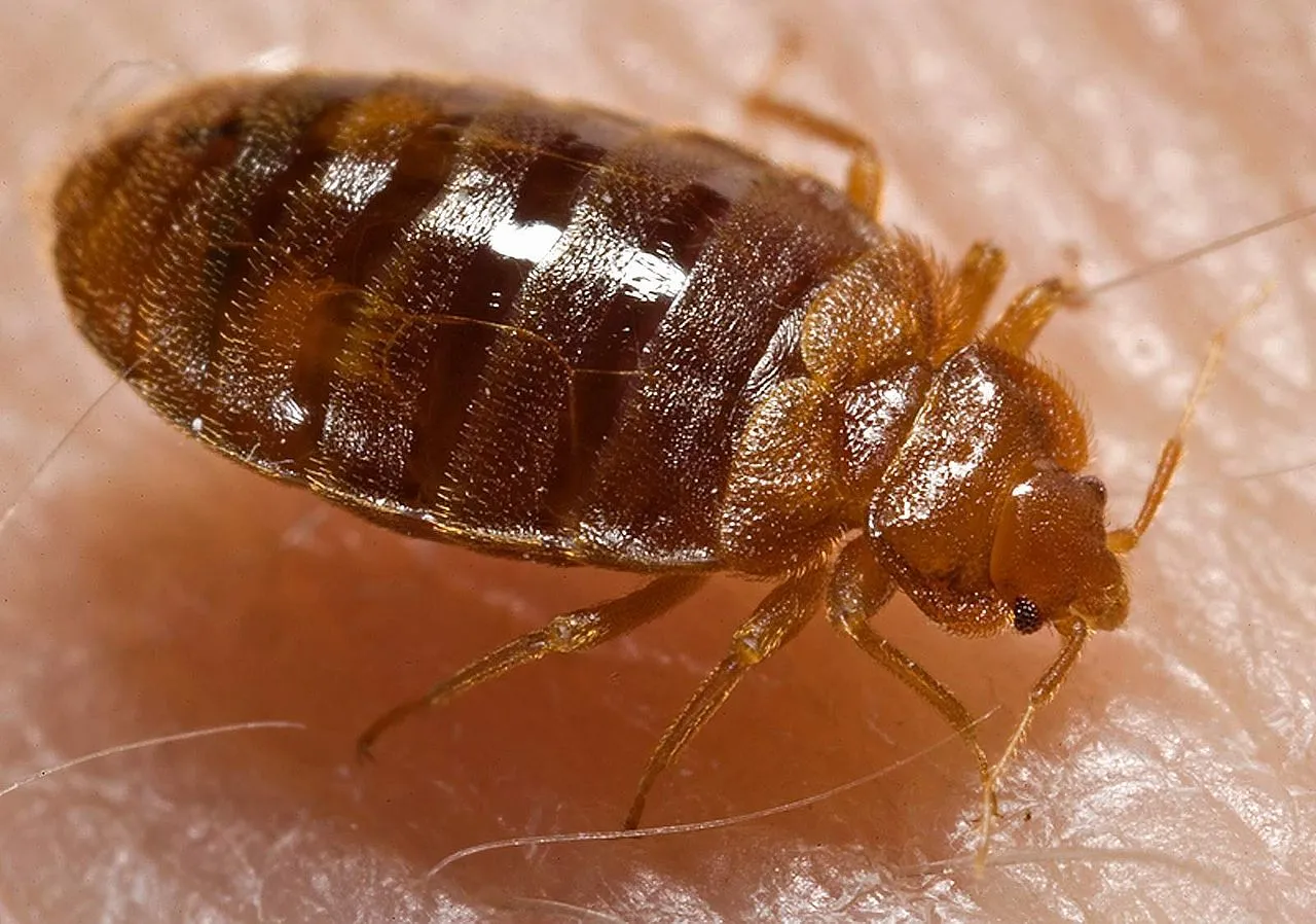 Jaeger Pest Solutions in Houston, TX — business photo 5