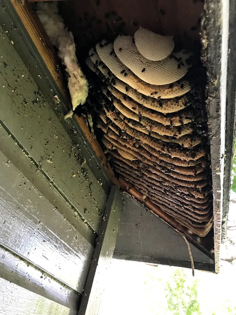 Pest Control Pro, LLC in Edinburg, TX — business photo 4