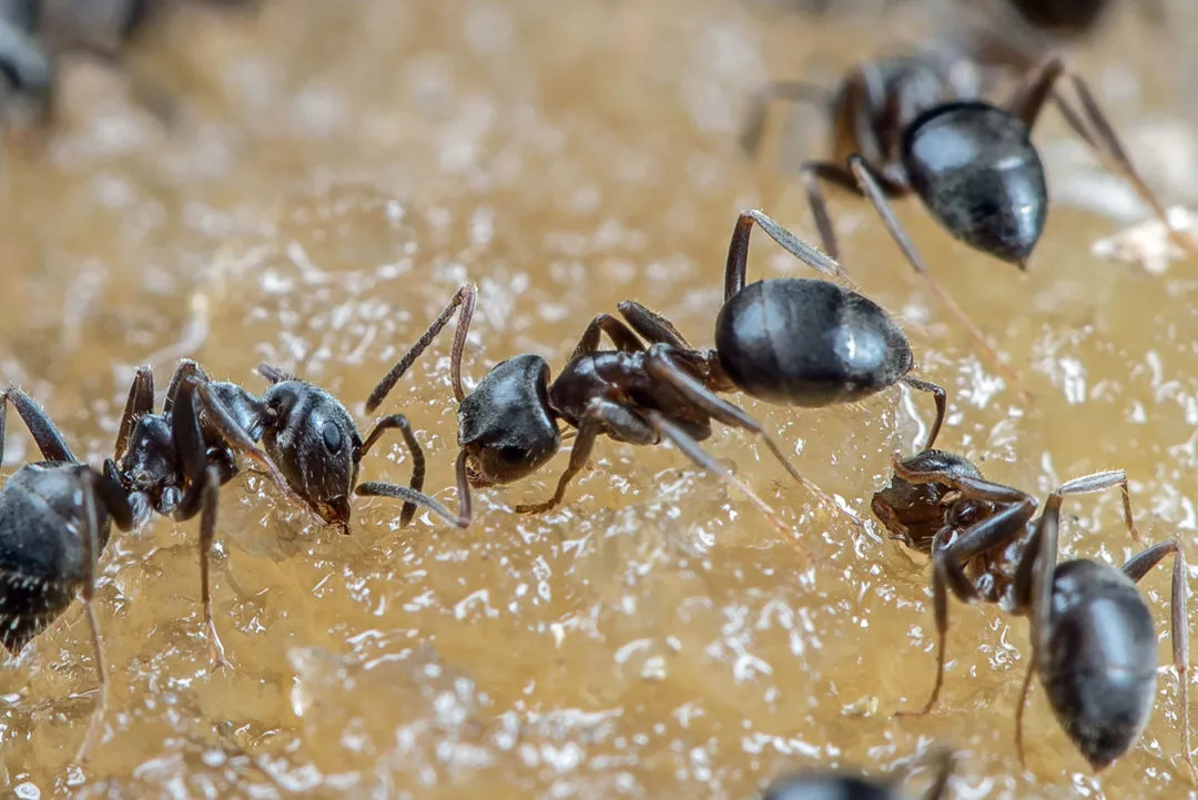 Austin Pest Control in Austin, TX — business photo 6