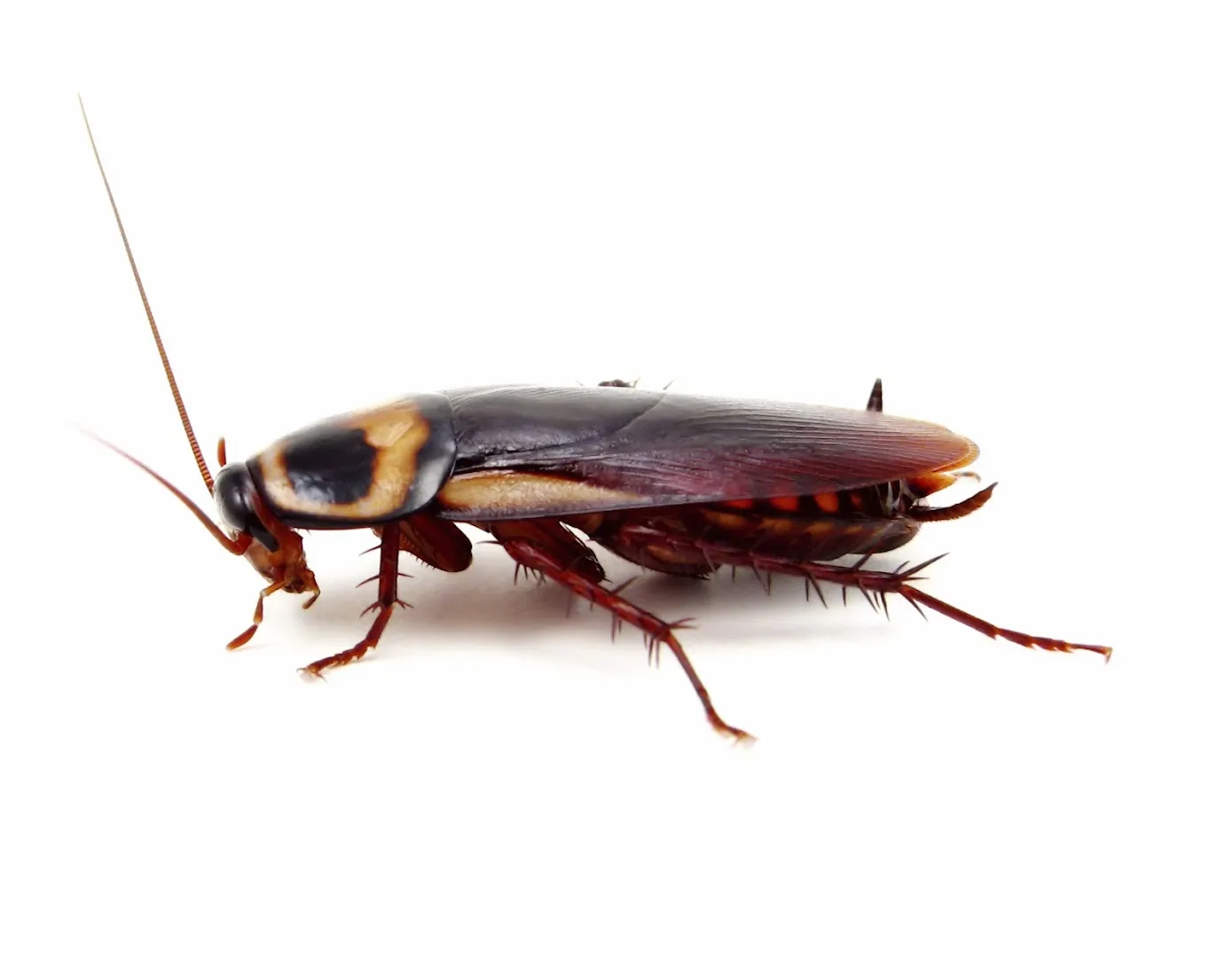 Regions Pest, LLC in McKinney, TX — business photo 2