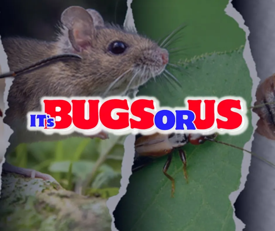 It's Bugs Or Us Pest Control - Houston in Houston, TX — business photo 2