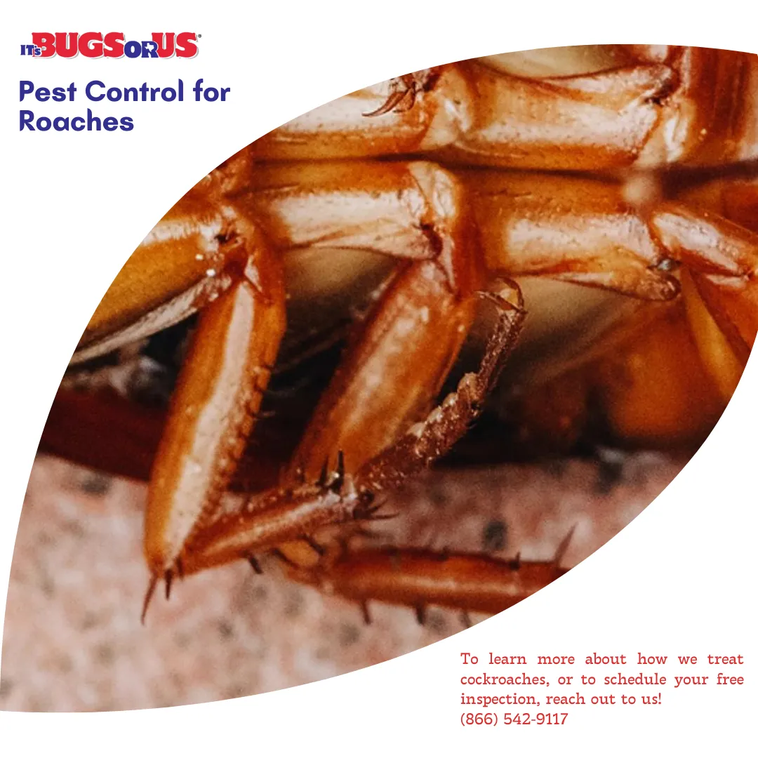 It's Bugs Or Us Pest Control - Houston in Houston, TX — business photo 4