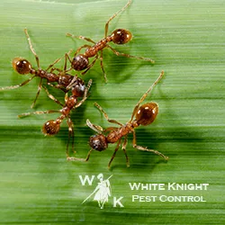 White Knight Pest Control in Houston, TX — business photo 3