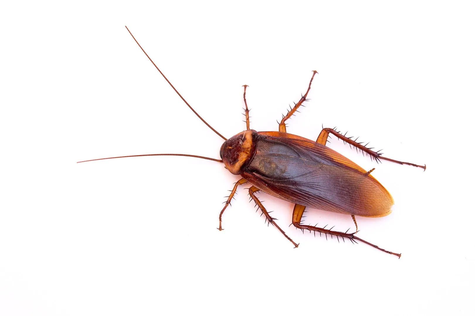 White Knight Pest Control in Houston, TX — business photo 5