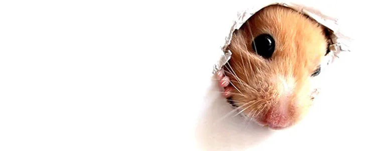 A 2 Z Termite and Pest Control — pest control in Brownsville, CAMERON County, TX