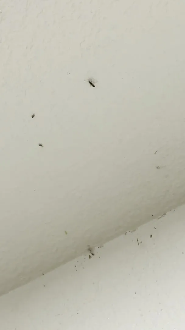 Massey Services Pest Control in McKinney, TX — business photo 3