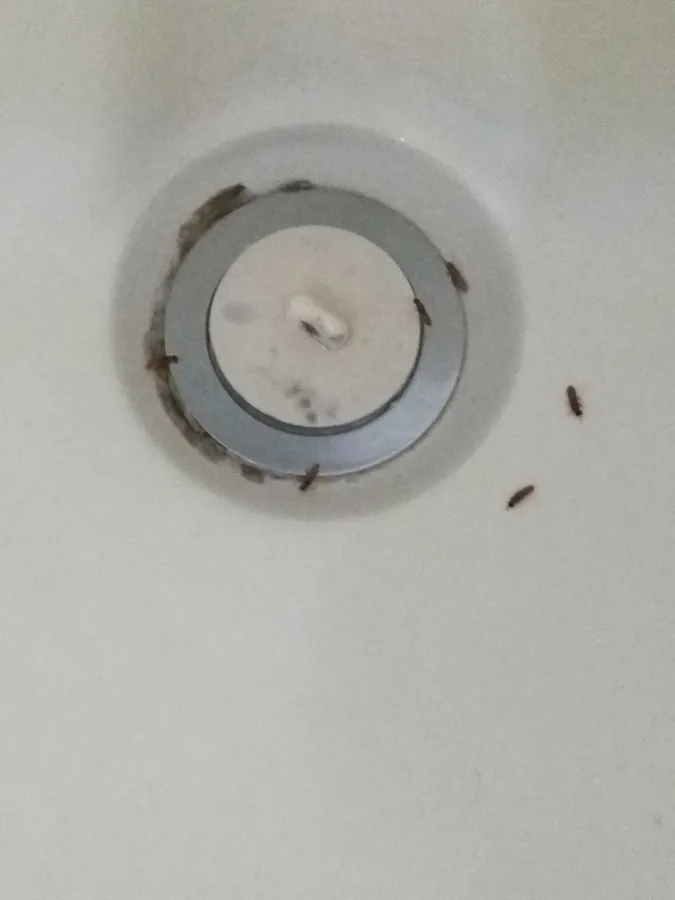 Bishop Pest & Termite Control Inc. in Conroe, TX — business photo 2