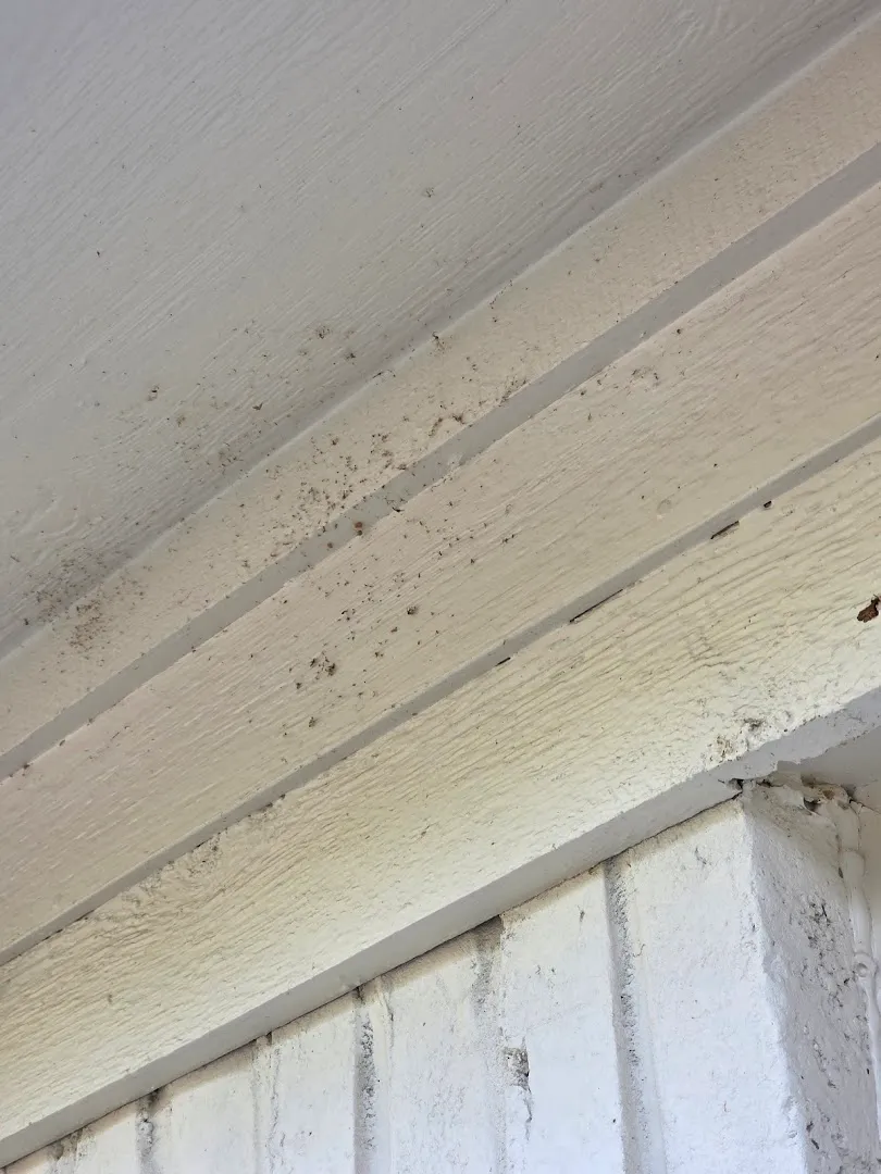 DFW Bug in Fort Worth, TX — business photo 3