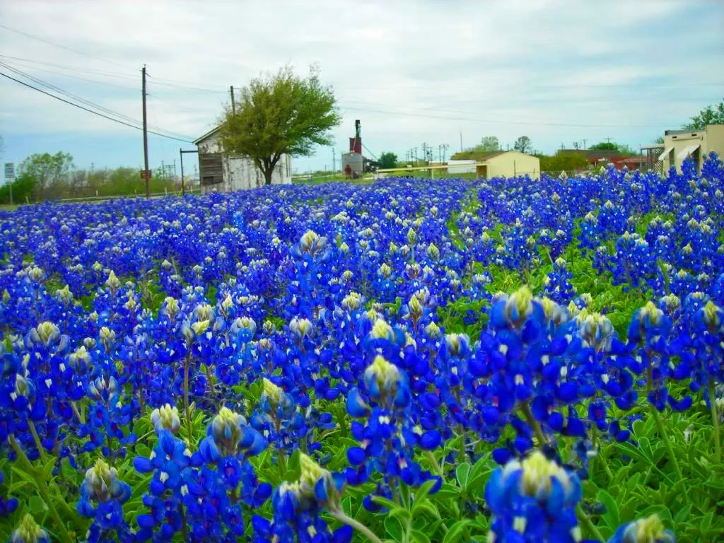 Top-O-Texas Termite & Pest Control Inc. in Wichita Falls, TX — business photo 4