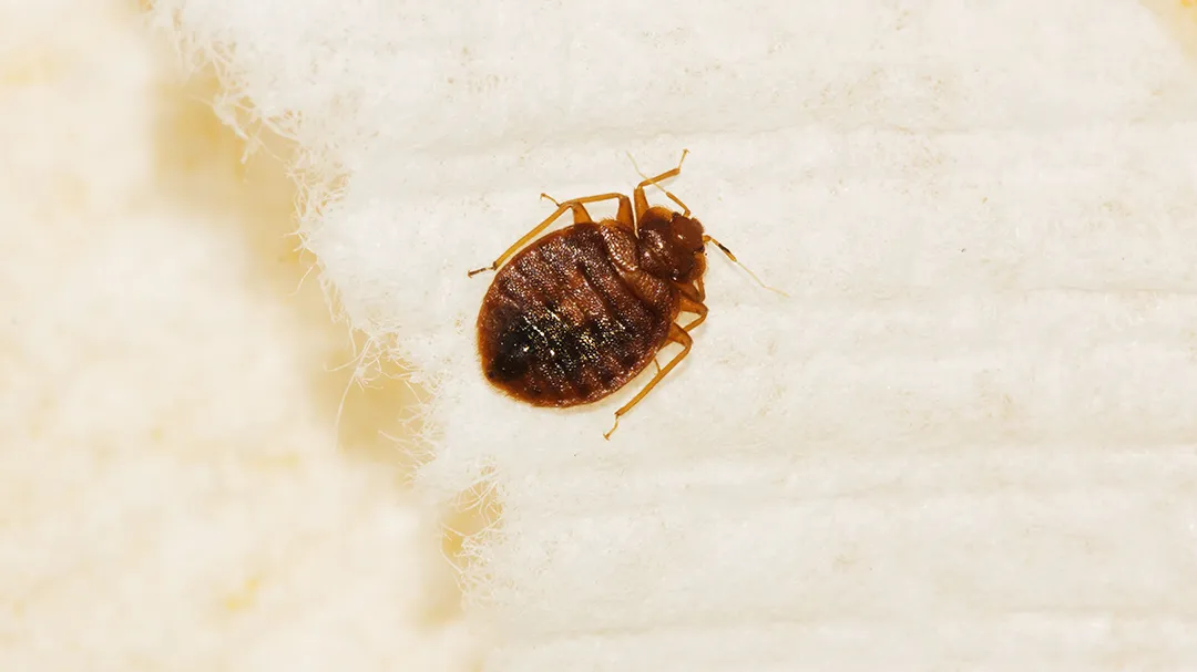 Hi-Tech Pest Services — pest control in New Braunfels, COMAL County, TX