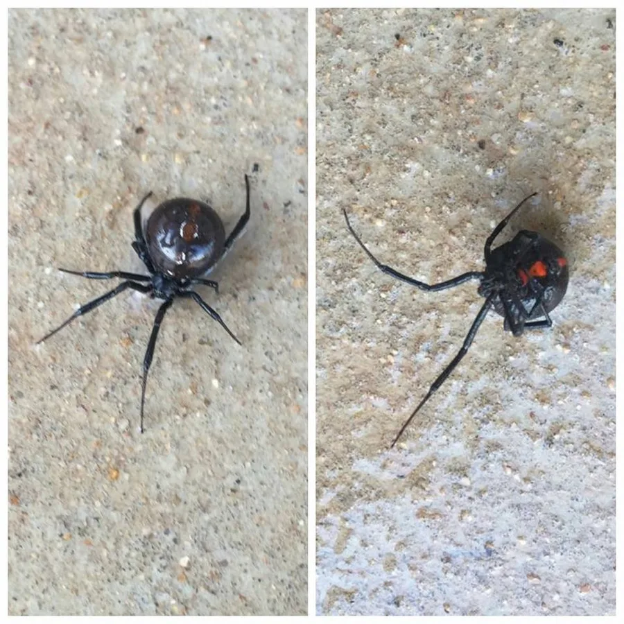 Happy Earth Pest Control, LLC — pest control in Waco, MCLENNAN County, TX