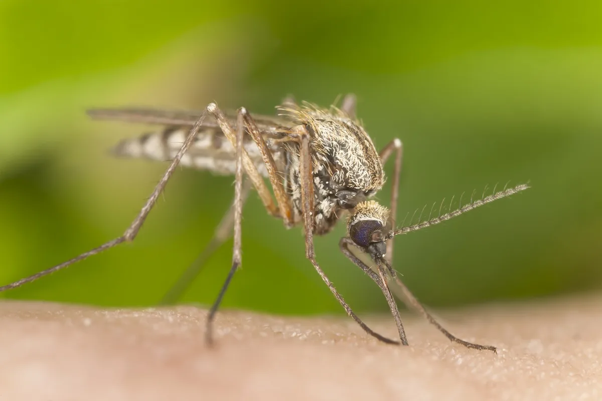 Mosquito Squad of Dallas - Lake Highlands in Richardson, TX — business photo 4