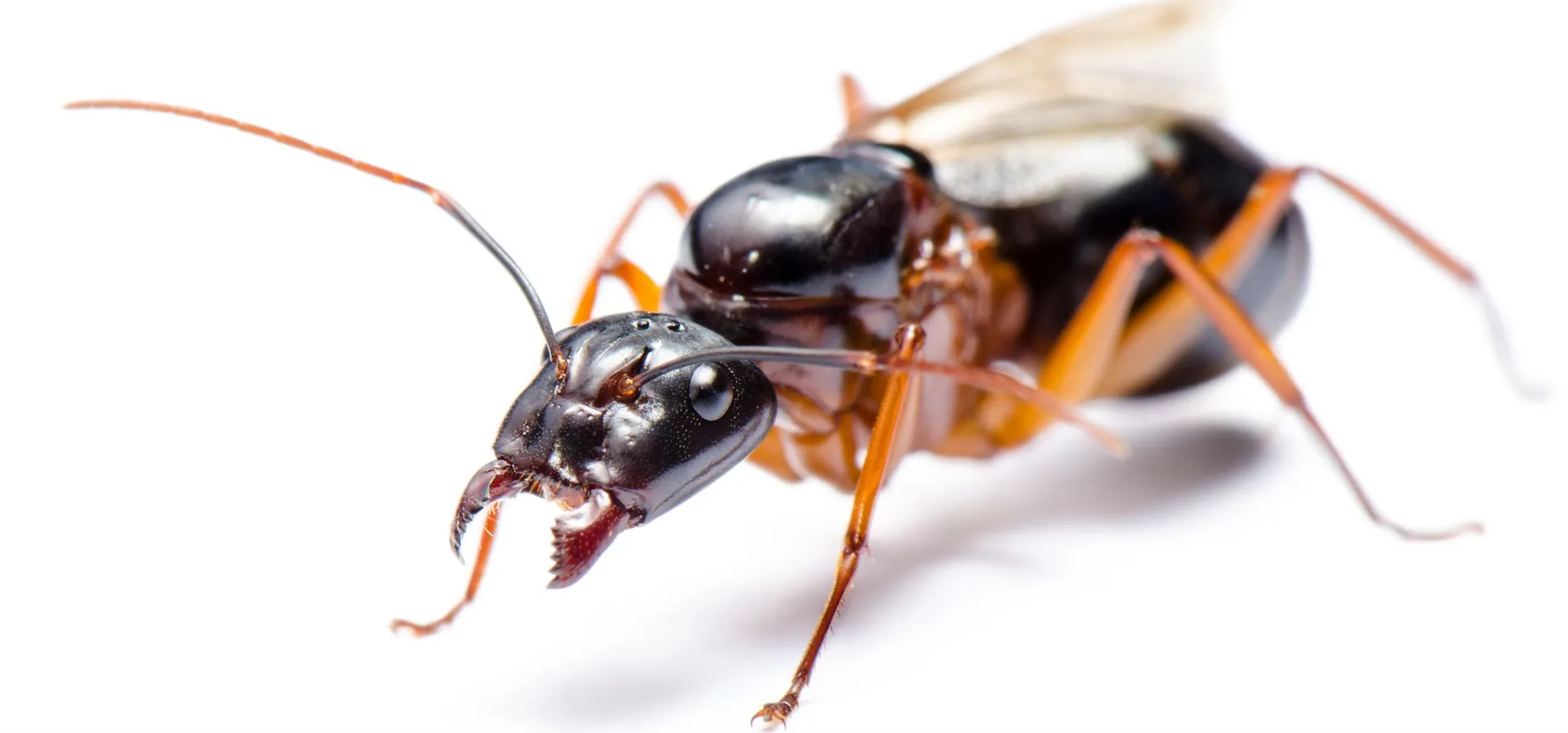 Barfield Home Inspections and Pest Control PLLC — pest control in San Marcos, HAYS County, TX