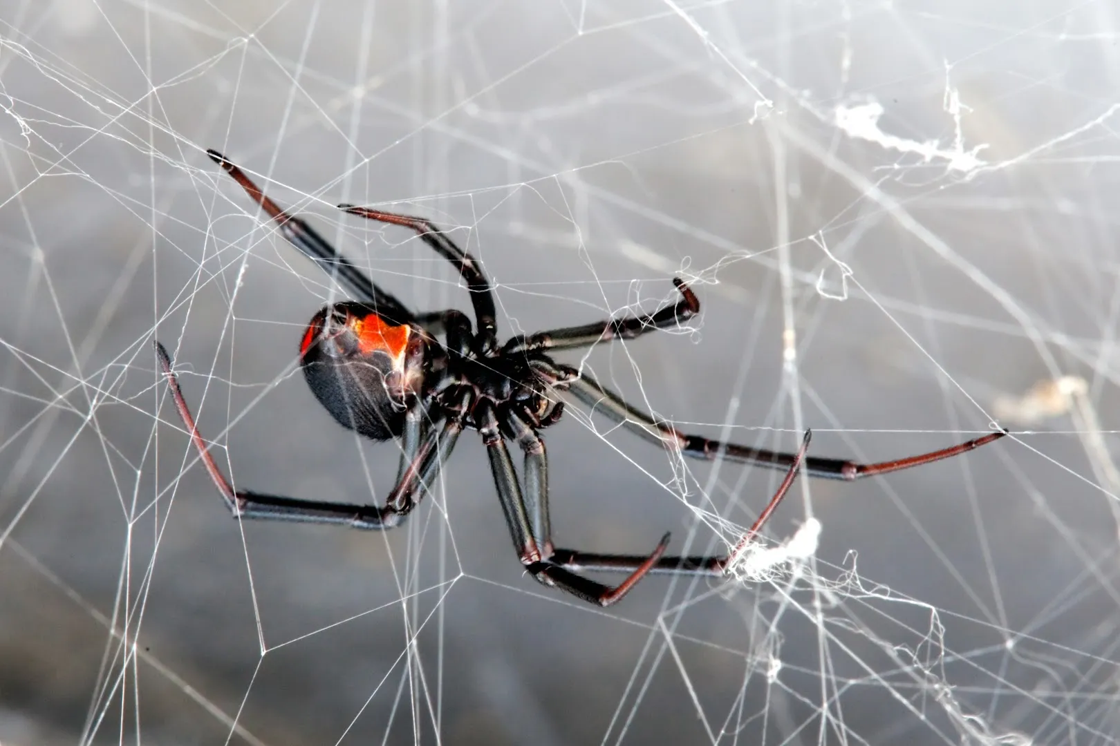 Bug Commander Pest Control in McKinney, TX — business photo 2