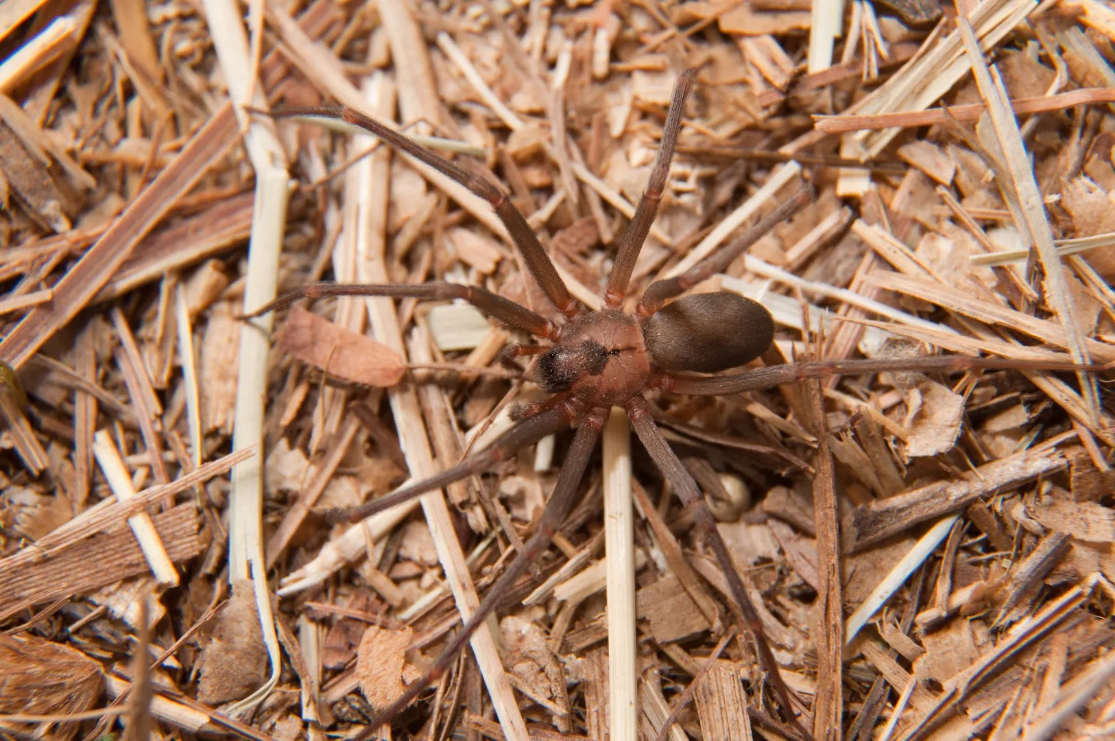 Bug Commander Pest Control in McKinney, TX — business photo 3