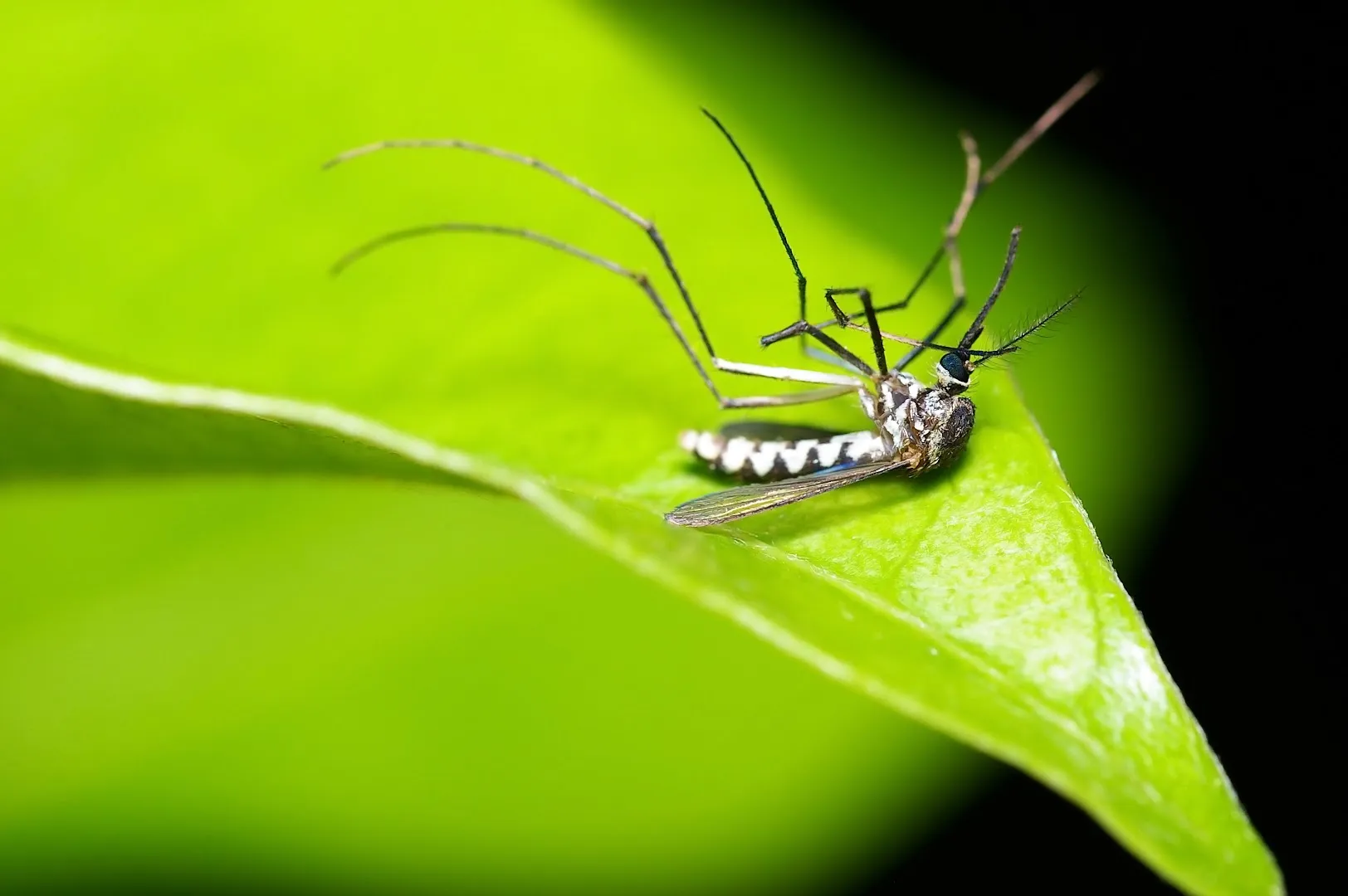 Bug Commander Pest Control in McKinney, TX — business photo 4